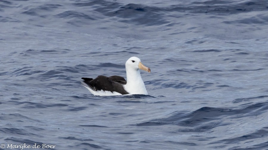 At Sea - Drake Passage