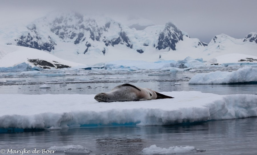 HDS30-24, Day 4, 398A3723 © Marijke de Boer - Oceanwide Expeditions.jpg