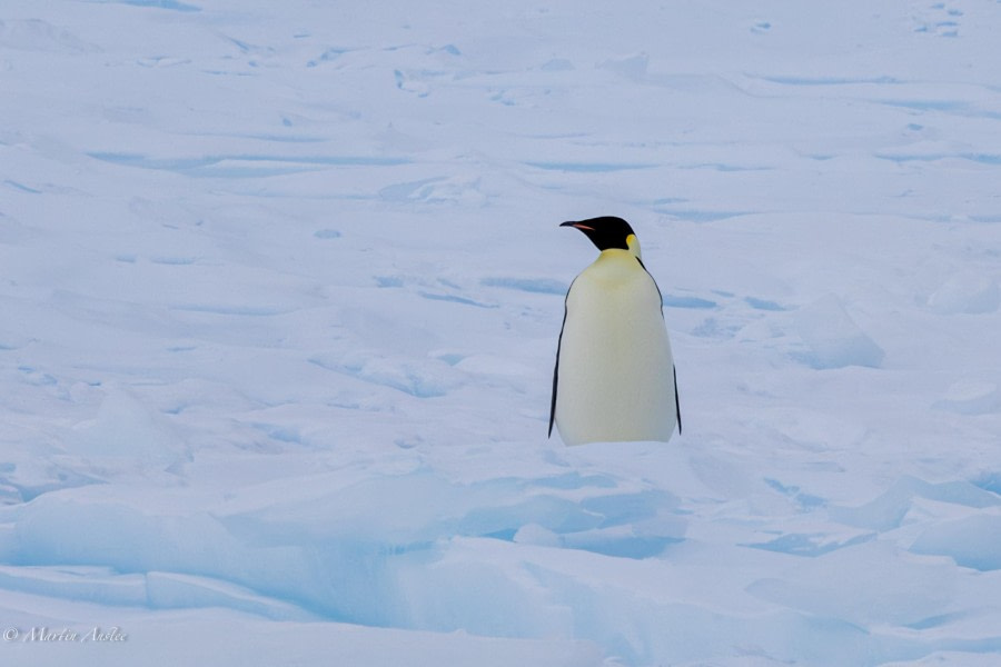 HDS30-24, Day 7, 088A4926 © Martin Anstee - Oceanwide Expeditions.jpg