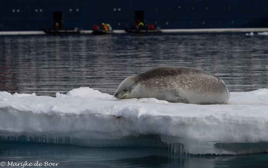 HDS30-24, Day 7, 398A4551 © Marijke de Boer - Oceanwide Expeditions.jpg