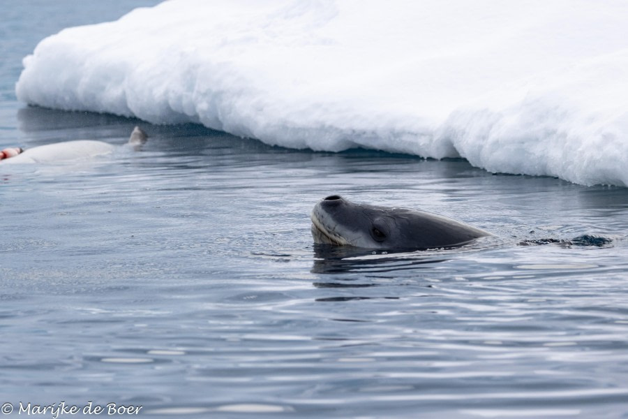 HDS30-24, Day 7, 398A4609 © Marijke de Boer - Oceanwide Expeditions.jpg