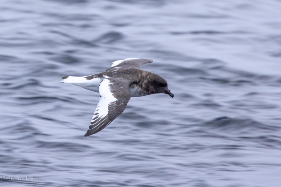 HDS30-24, Day 8, 088A5008 © Martin Anstee - Oceanwide Expeditions.jpg