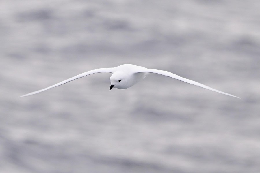 HDS30-24, Day 8, Snow Petrel (1) © Andrew Crowder - Oceanwide Expeditions.jpeg