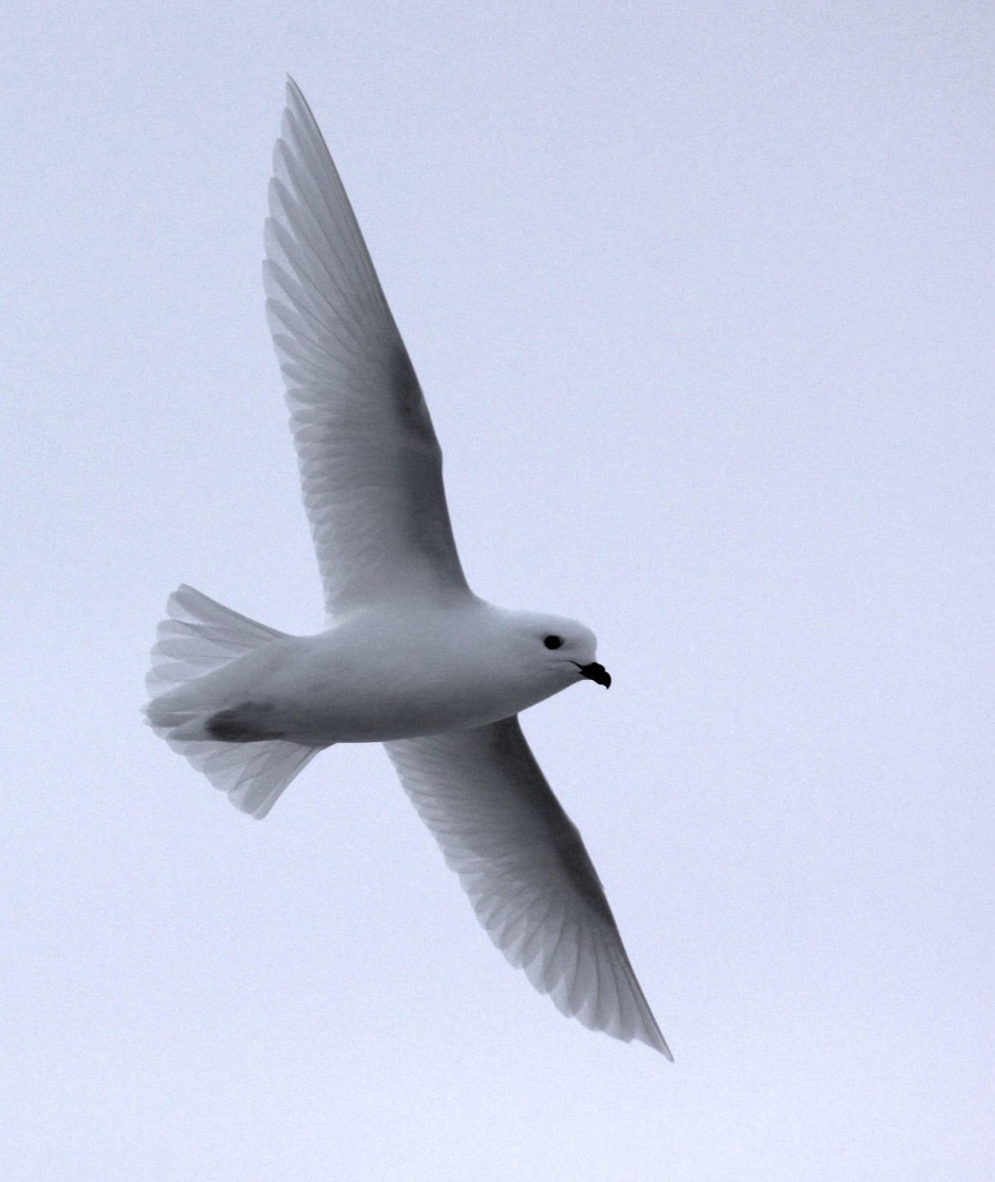 HDS30-24, Day 8, Triplog Snow petrel © Unknown photographer - Oceanwide Expeditions.JPG