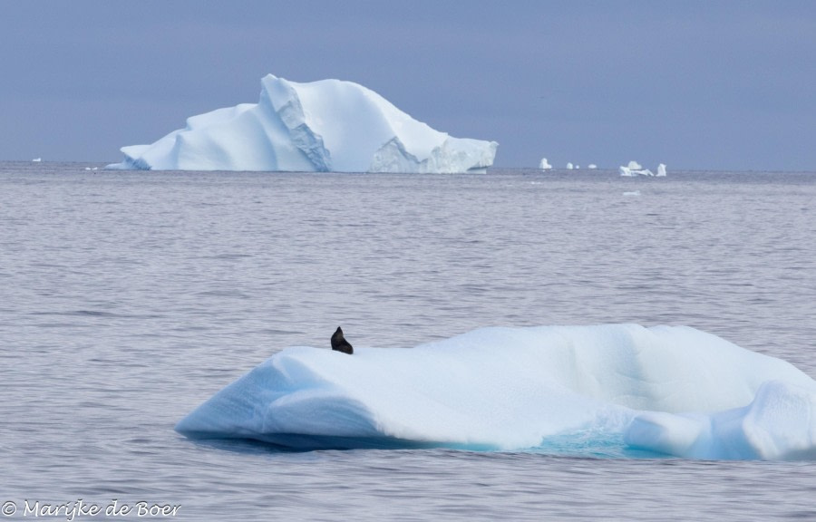 HDS30-24, Day 11, 398A5244 © Marijke de Boer - Oceanwide Expeditions.jpg