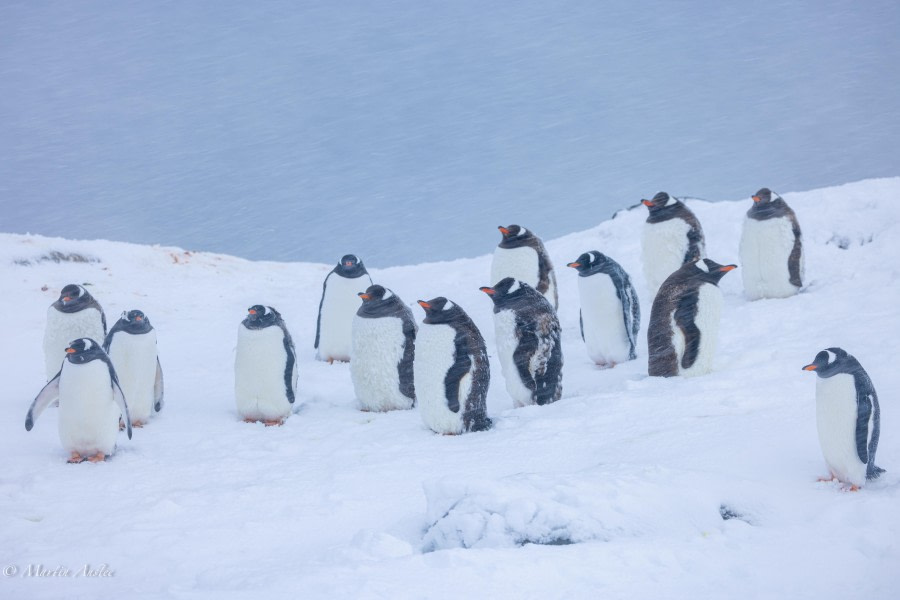 Damoy Point and around Port Lockroy