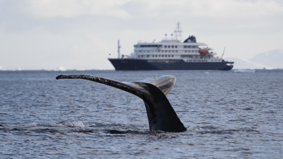 HDS30-24, Day 13, HumpbacktaleHondius-MeikeSjoer © Meike Sjoer - Oceanwide Expeditions.JPG