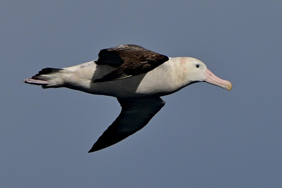 Drake Passage