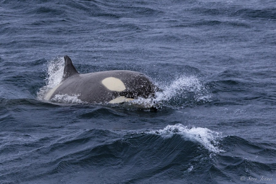 At Sea towards Antarctica