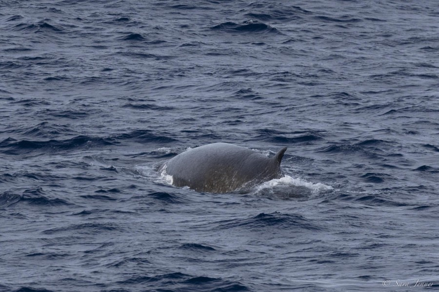 OTL32-24, Day 3, Fin whale @  Sara Jenner - Oceanwide Expeditions.jpg