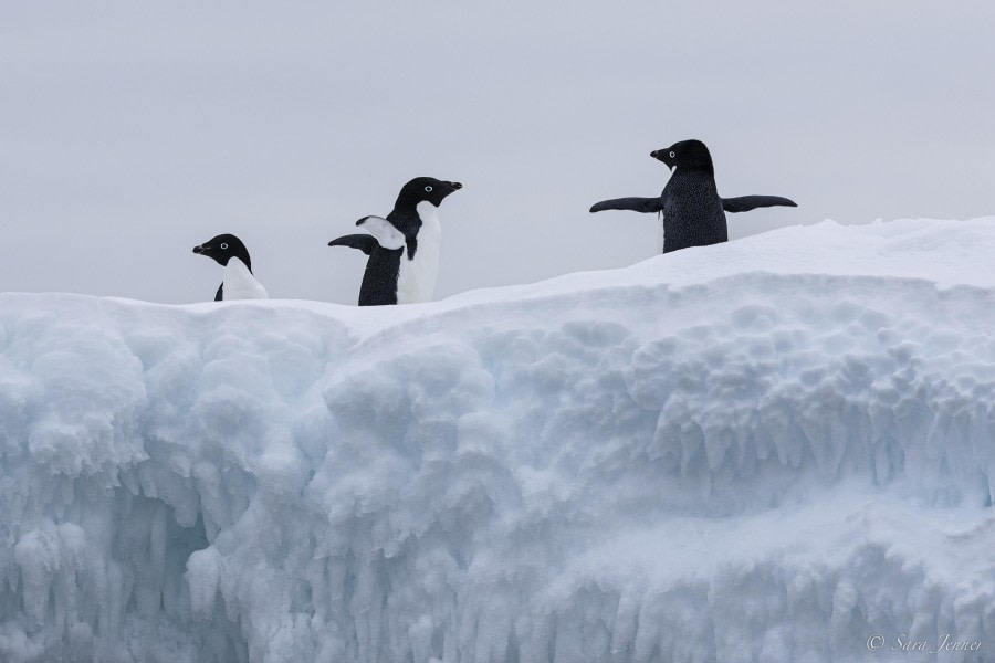 Crossing the Antarctic Circle and Detaille Island