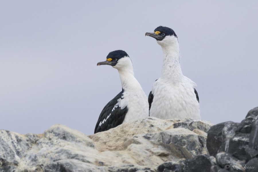 OTL32-24, Day 6, Blue Eye shag @  Sara Jenner - Oceanwide Expeditions.jpg