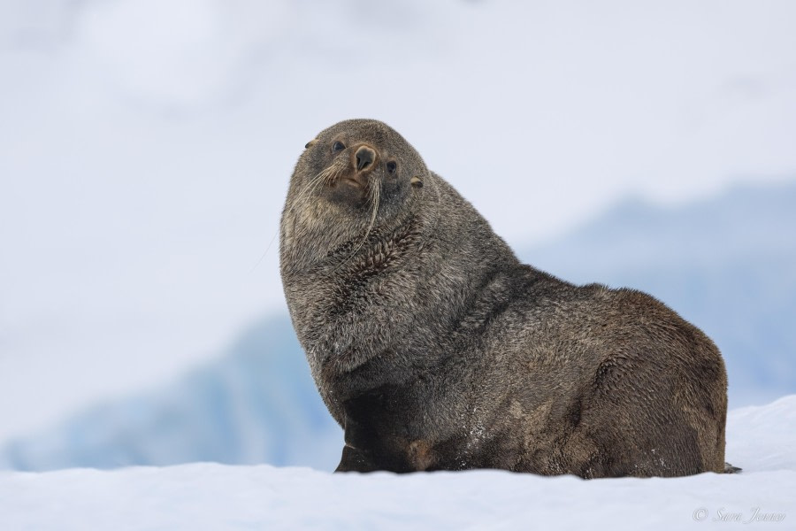 OTL32-24, Day 6, Fur seal 1 @  Sara Jenner - Oceanwide Expeditions.jpg