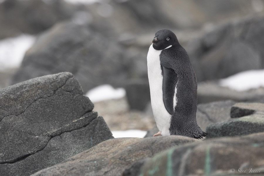 OTL32-24, Day 6, Horseshoe island 3 @  Sara Jenner - Oceanwide Expeditions.jpg