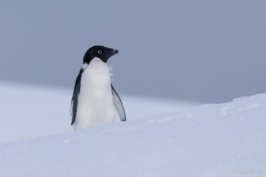 OTL32-24, Day 8, Fish Islands 2 @  Sara Jenner - Oceanwide Expeditions.jpg