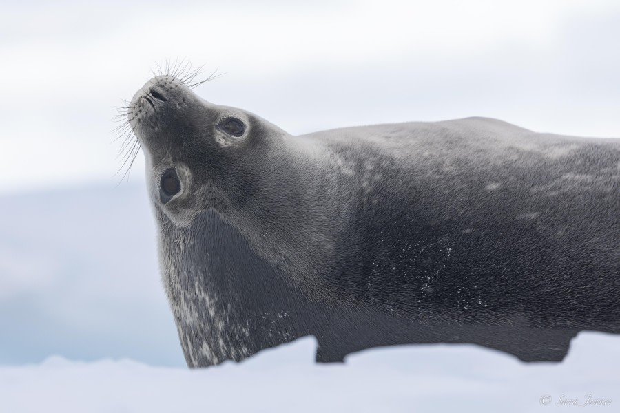 OTL32-24, Day 8, Weddell Seal 1 @  Sara Jenner - Oceanwide Expeditions.jpg