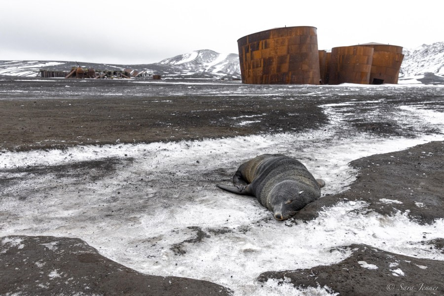 OTL32-24, Day 11, Deception Island 1 @  Sara Jenner - Oceanwide Expeditions.jpg