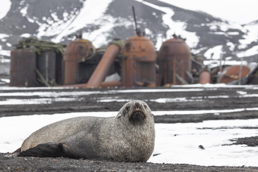 Whalers Bay, Deception Island