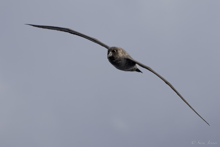 OTL32-24, Day 12, Sooty Albatros @  Sara Jenner - Oceanwide Expeditions.jpg