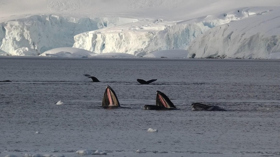 Wales going for krill at Portal Point