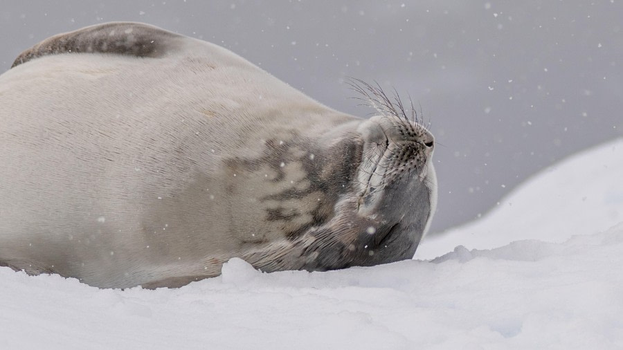 Napping Crabeater Seal