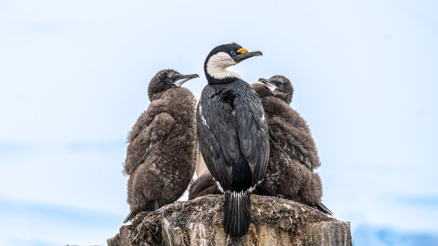 Antarctic Shag with Babies