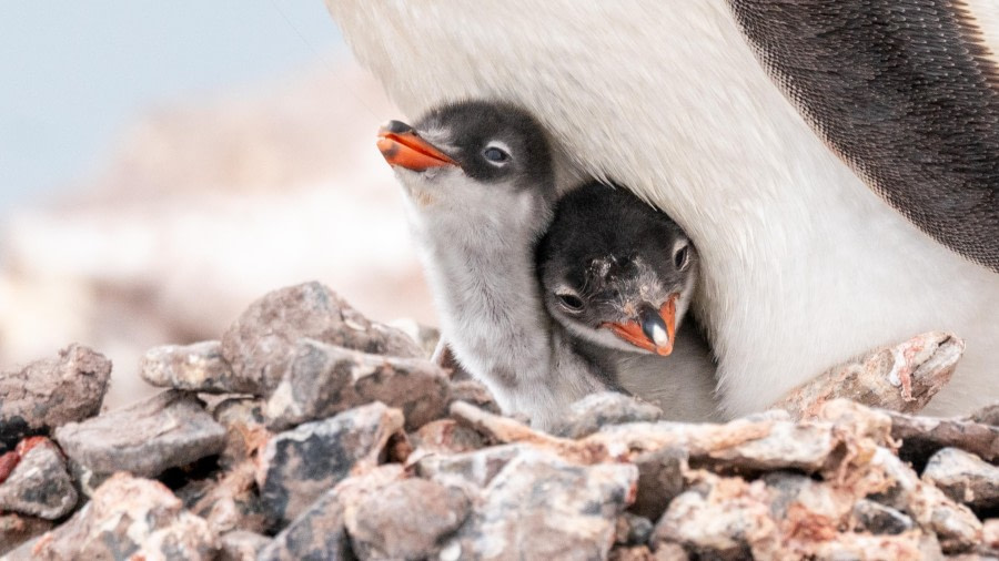 Gentoo Penguin with Chicks