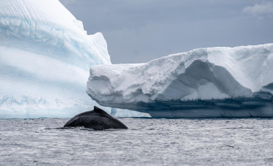 Humpback Whale Near Iceberg