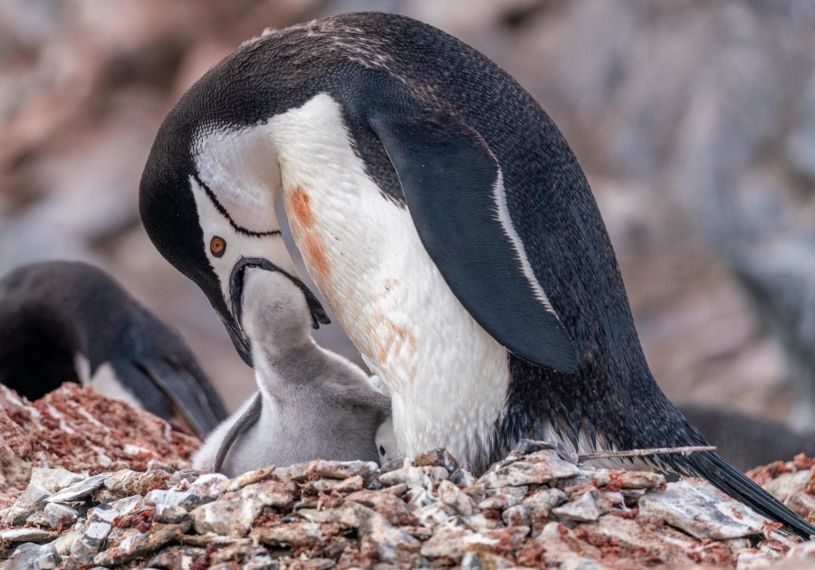 Chinstrap Penguin Feeding Chick
