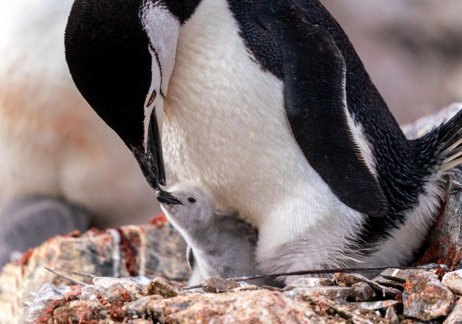 Chinstrap Penguin with Chick