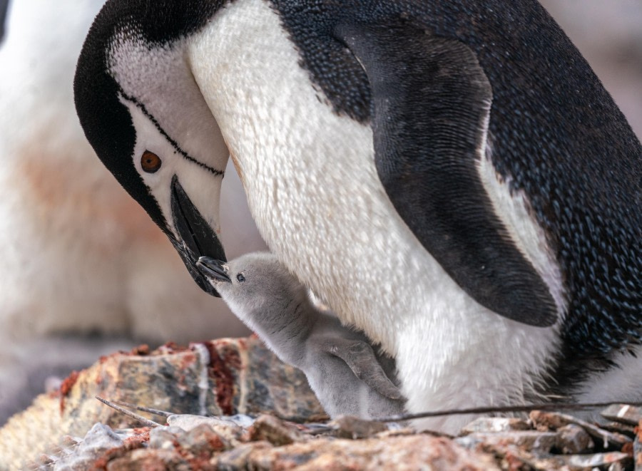 Chinstrap Penguin with Chick