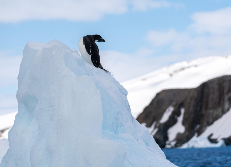 Adelie Penguin Lookout