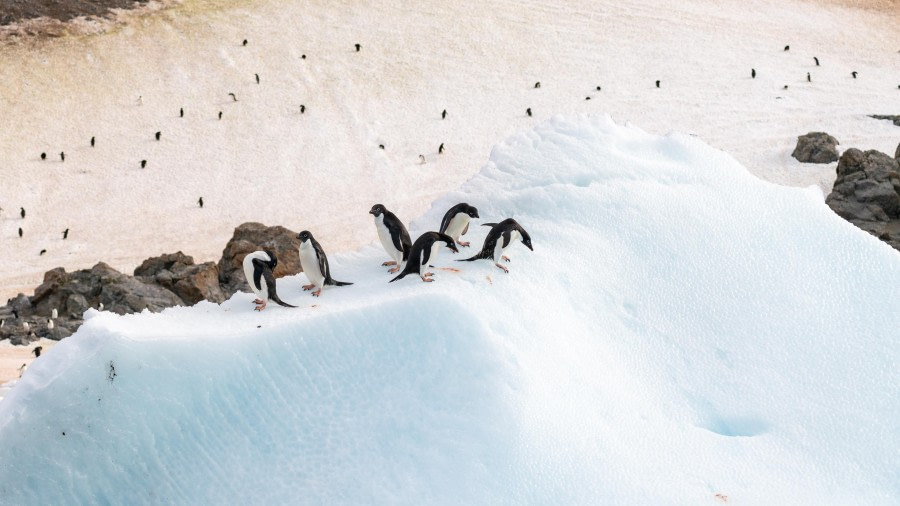 Adelie Penguins Looking for a Way Down