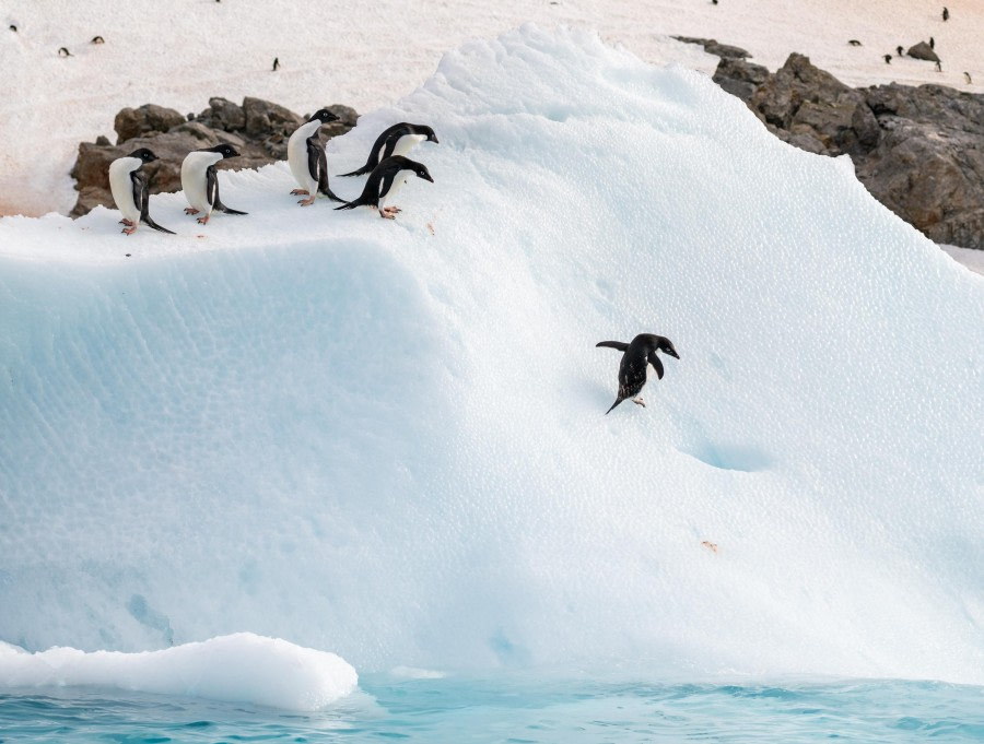 Adelie Penguins Looking for a Way Down
