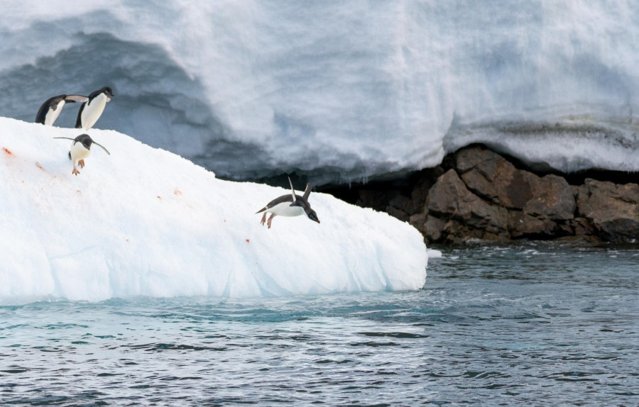 Adelie Penguin Attempting To Fly