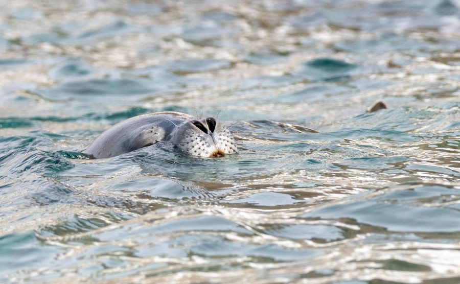 Weddell Seal