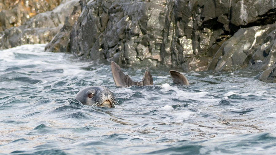 Weddell Seal