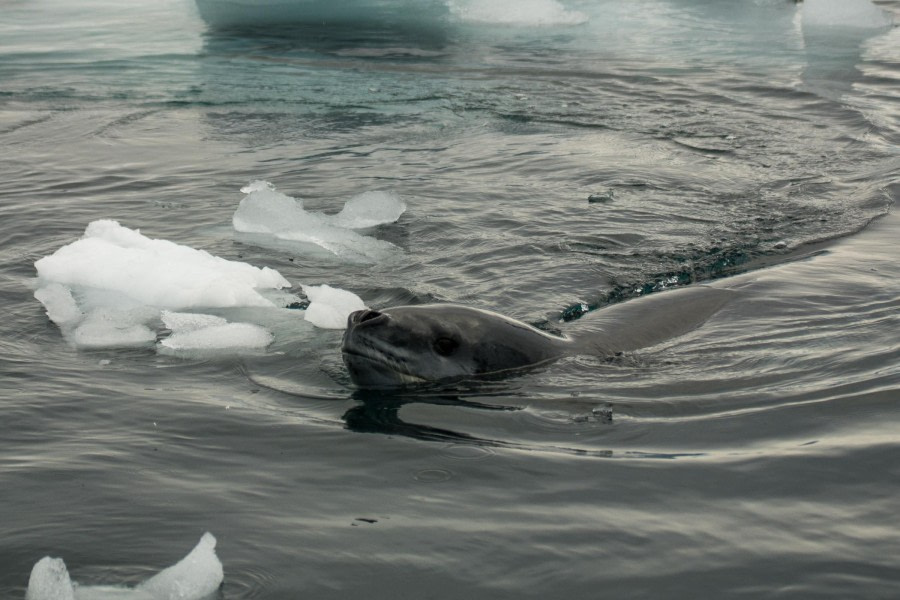 PLA32-24, Day 5, _DSC3618 @ Unknown photographer - Oceanwide Expeditions.jpg