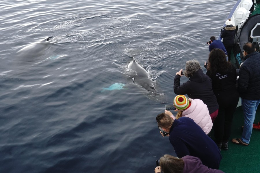 PLA32-24, Day 8, DSC05905 @ Unknown photographer - Oceanwide Expeditions.JPG