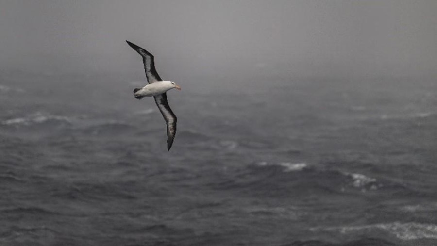 PLA32-24, Day 10, Picture1 @ Unknown photographer - Oceanwide Expeditions.jpg