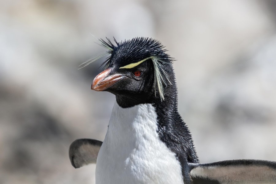 Rowdy Rockhopper! (Rowdy Rotspinguin!)