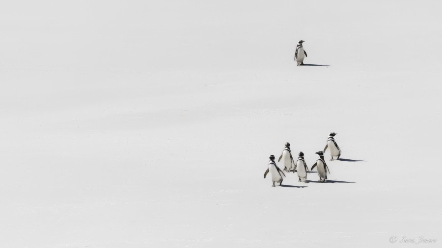 FALKLANDS 1  © Sara Jenner - Oceanwide Expeditions.jpeg