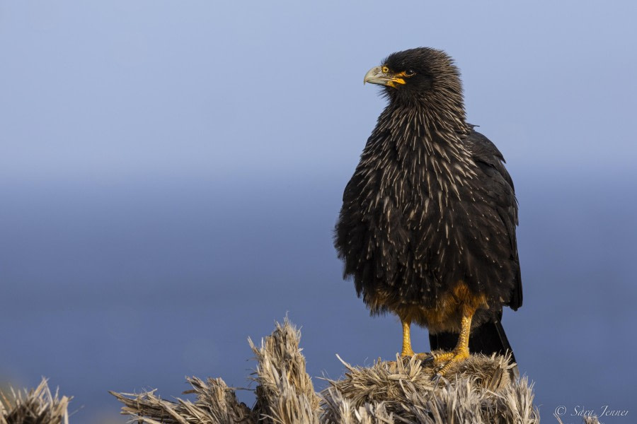 FALKLANDS 20 © Sara Jenner - Oceanwide Expeditions.jpeg