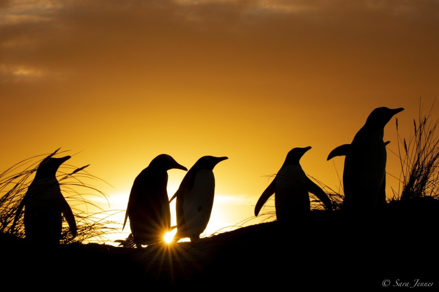 FALKLANDS 31 © Sara Jenner - Oceanwide Expeditions.jpeg