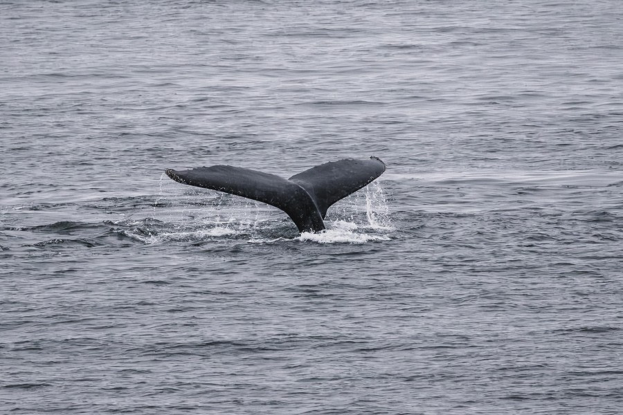 A visitor at Foyn Harbour (Een bezoeker in de haven van Foyn)