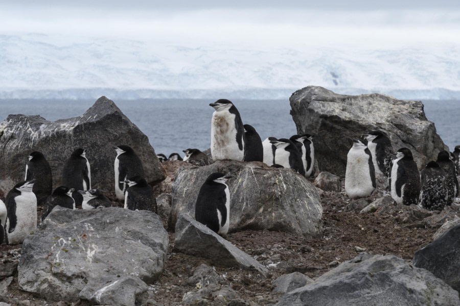 Penguin Island