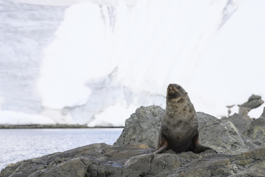 Bransfield Strait