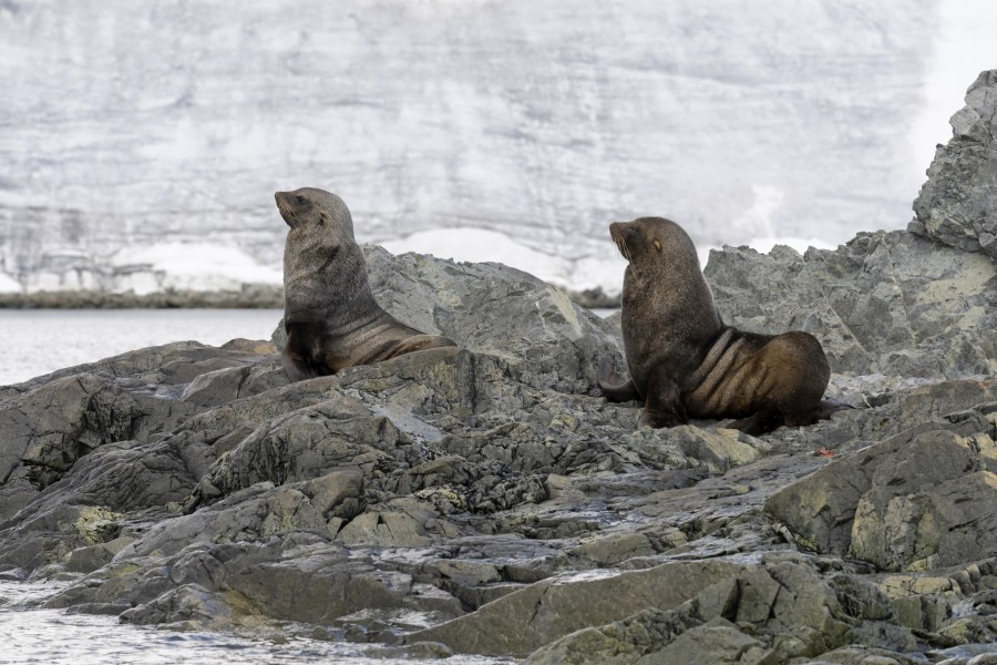 Bransfield Strait