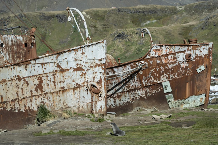 Grytviken