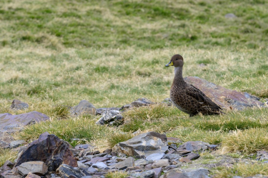 Whistle Cove